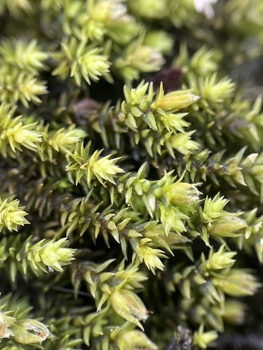 Hedwigia filiformis observed 2025-04-10