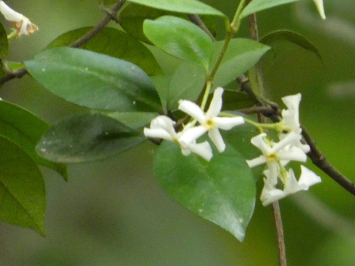 Trachelospermum jasminoides