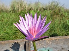 Nymphaea nouchali caerulea
