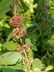 Adenaria floribunda, photograph (c) Ileana Herrera, some rights reserved (CC BY)