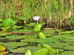 Nymphaea nouchali caerulea