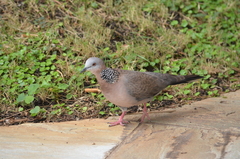 Streptopelia chinensis