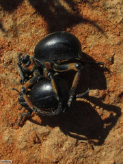 Brachycerus globosus