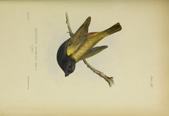 Yellow-Shouldered Grassquit photo 3