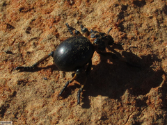 Brachycerus globosus