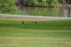 Acridotheres tristis