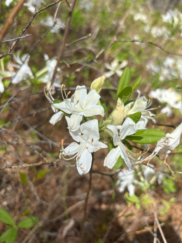 Rhododendron atlanticum, photograph 6