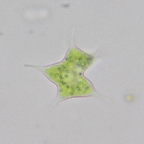 Tetraedron caudatum