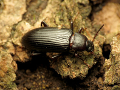 Strongylium terminatum