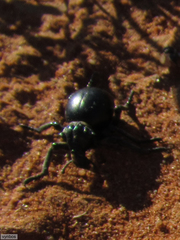 Brachycerus globosus