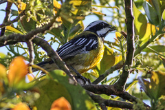 Jamaican Spindalis photo 2