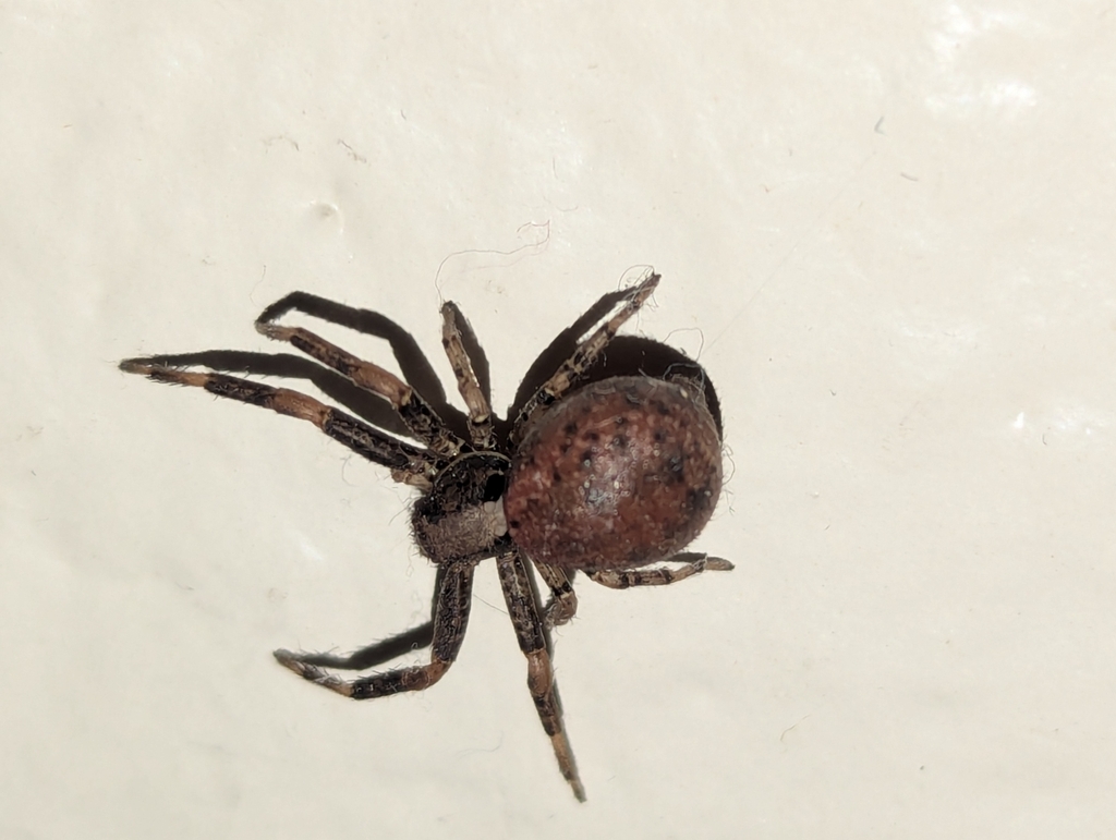 Montane Crab Spider