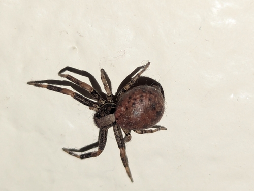 Montane Crab Spider