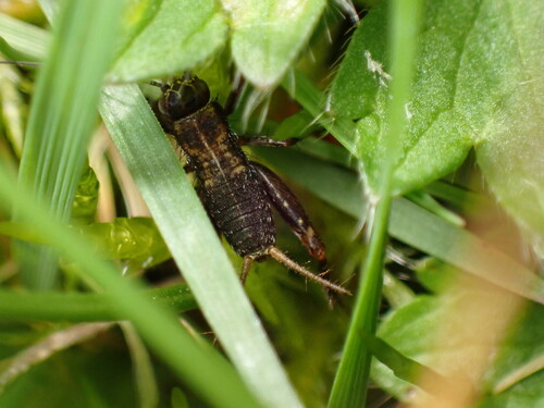 Wood Cricket photo 5