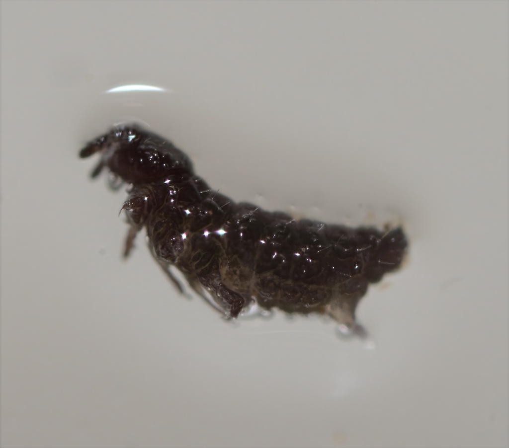 Hypogastrura copiosa