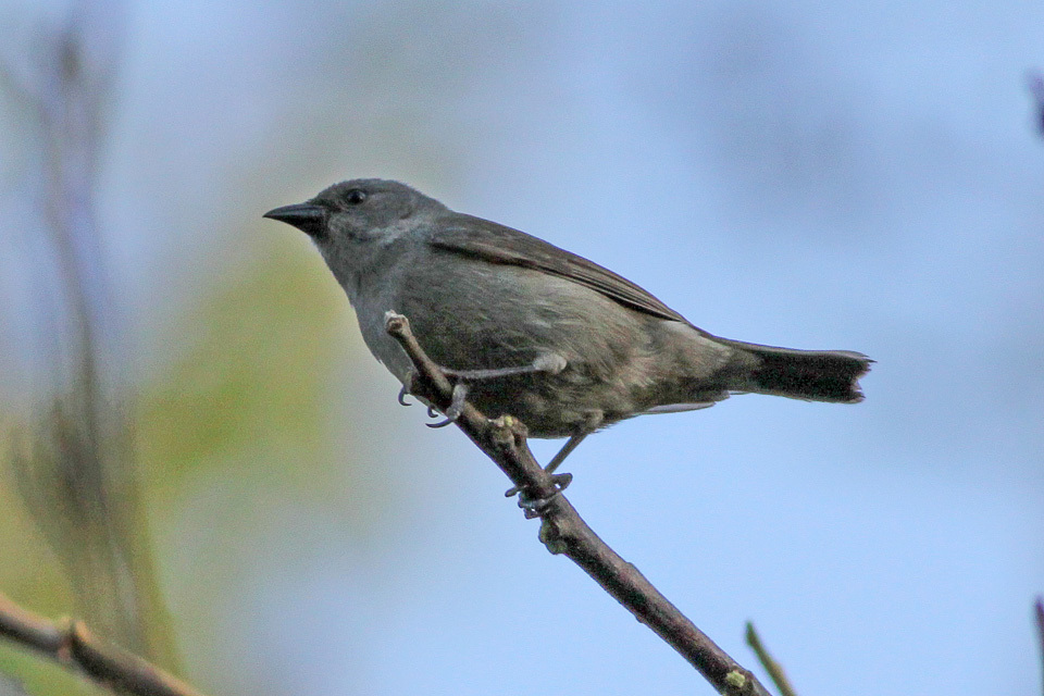 Euneornis
