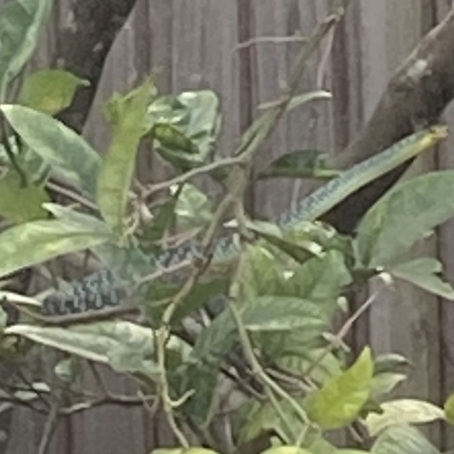 Common Tree Snake sighting
