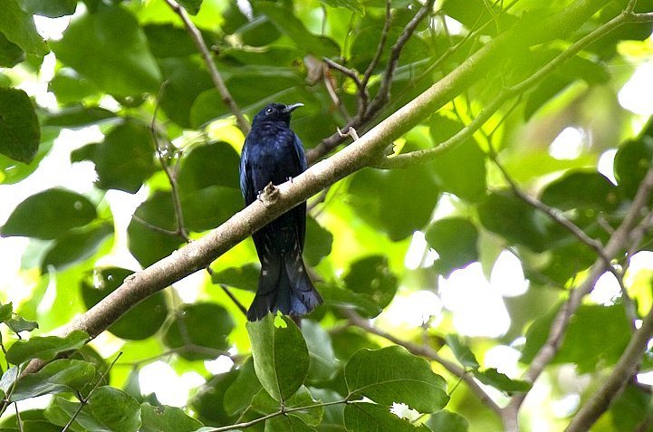 Drongo-Cuckoos