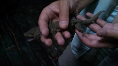 Gekko smithii