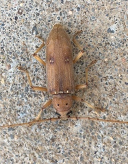 Eburia