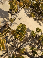 Tetraena stapffii
