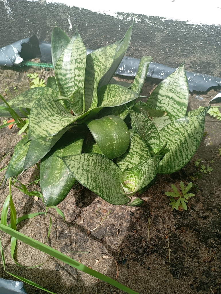 Foto de Gasteria