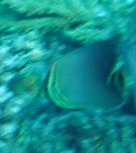 Triangular Butterflyfish — seen at this dive site