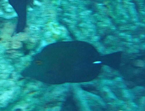 Brown Tang — seen at this dive site