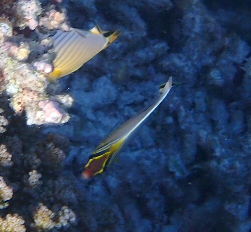 Indian Redfin Butterflyfish — seen at this dive site