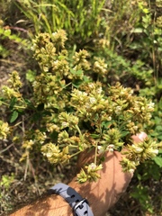 Lespedeza hirta hirta
