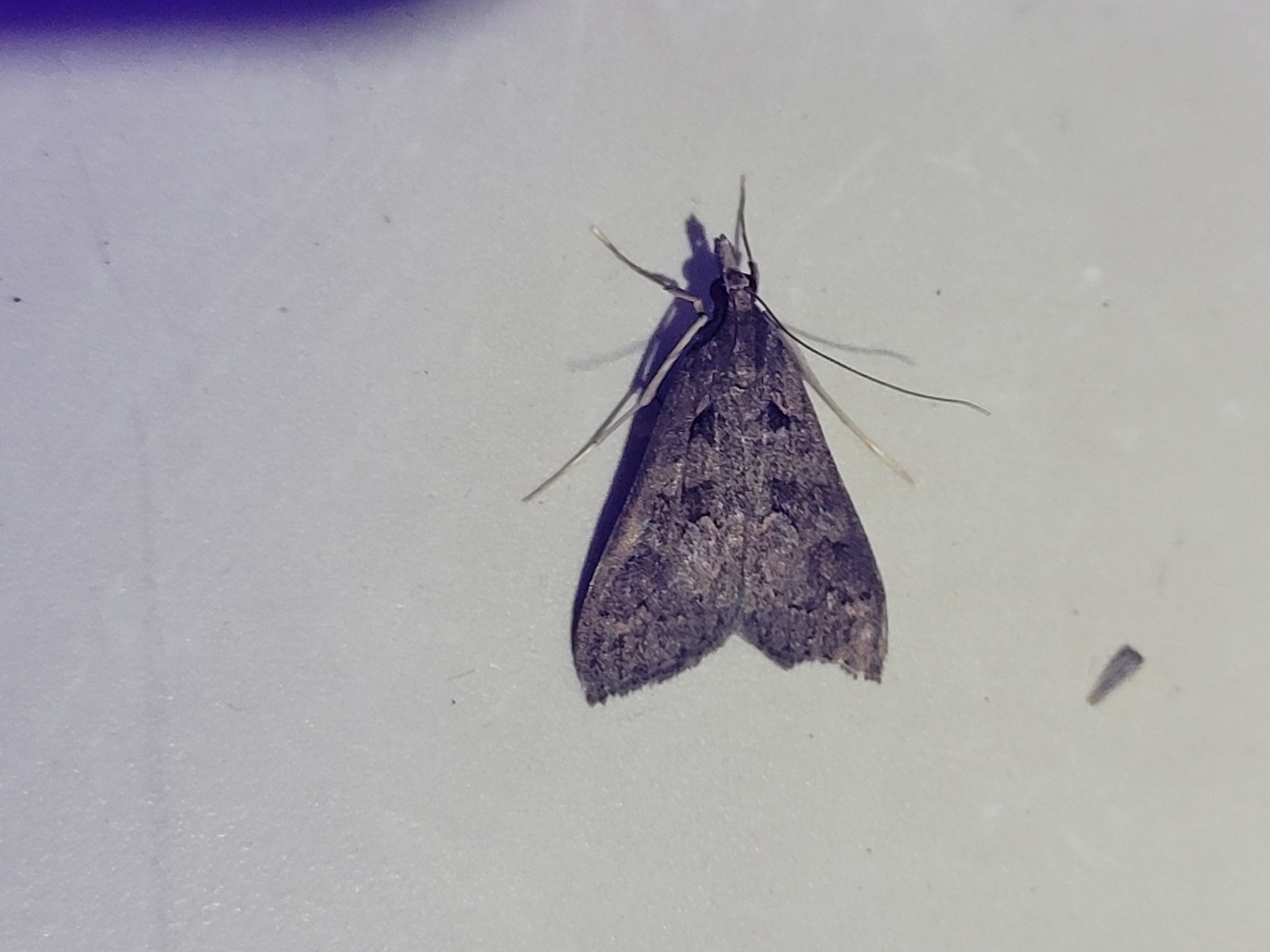 Mecyna asinalis