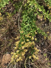 Lespedeza hirta hirta