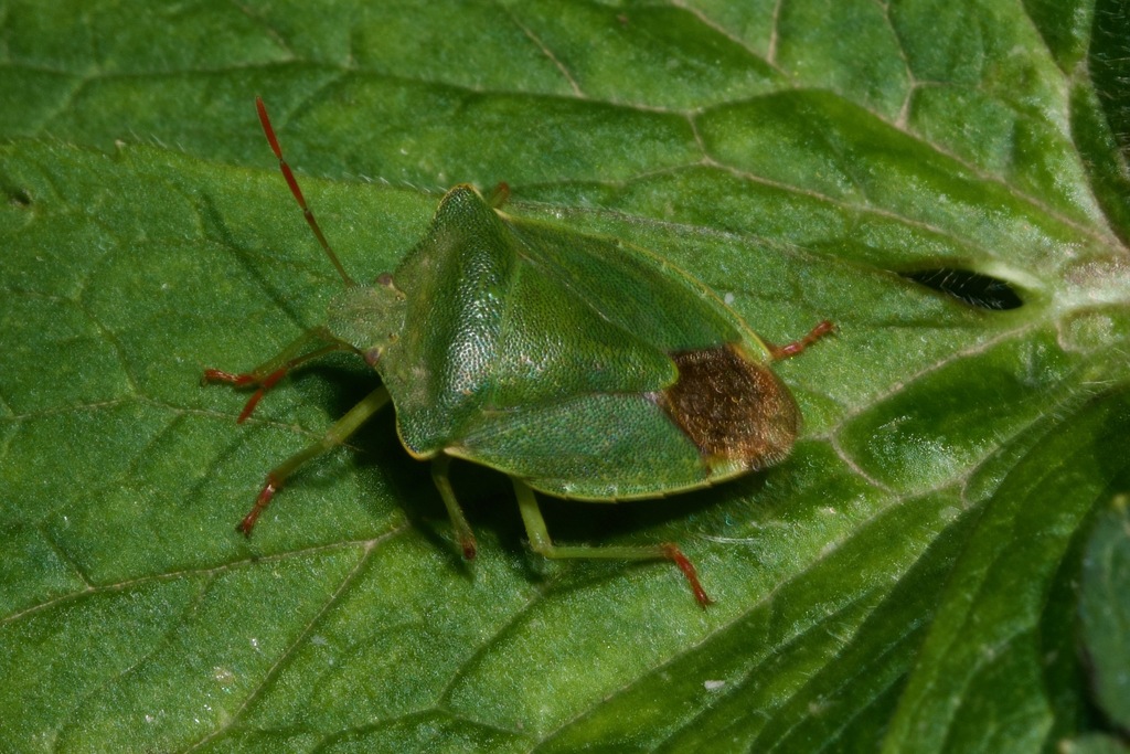 Palomena angulata