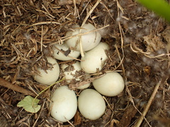 Laysan Duck photo 3