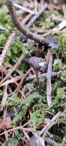 Fichten-Zapfenrübling