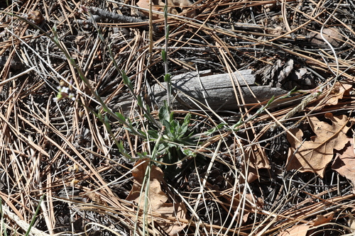 Fendler's rockcress (Boechera fendleri)