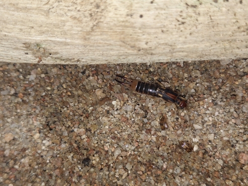 Shore Earwig
