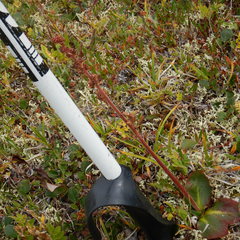 Micranthes hieraciifolia