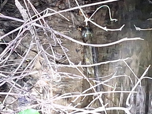 Nile Crocodile
