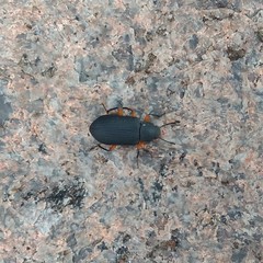 Haplandrus fulvipes