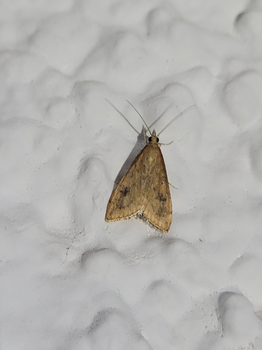 Photo of Rusty Dot Pearl (Udea ferrugalis)