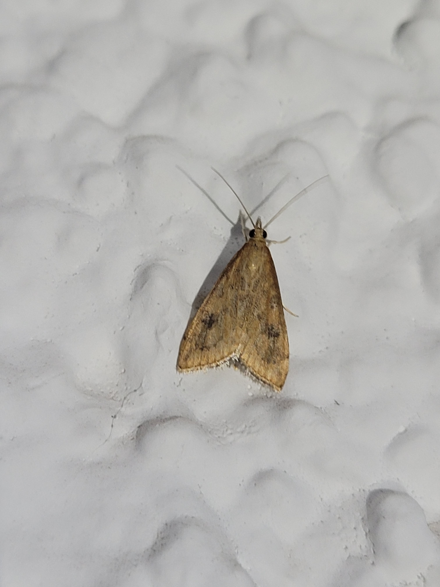 Doradilla