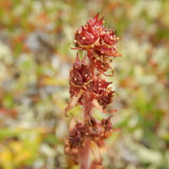Micranthes hieraciifolia