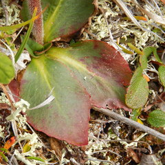 Micranthes hieraciifolia