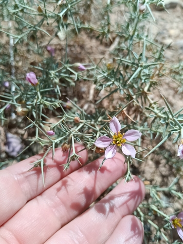 اسپند رومی (Fagonia zilloides)