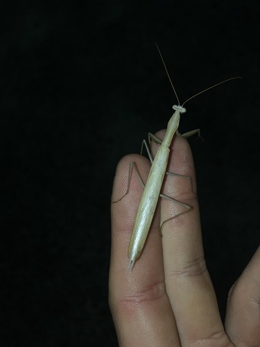 Eight-spot Mantis photo 5