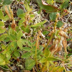 Astragalus umbellatus