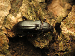 Strongylium terminatum