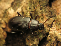 Strongylium terminatum