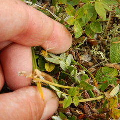Astragalus umbellatus